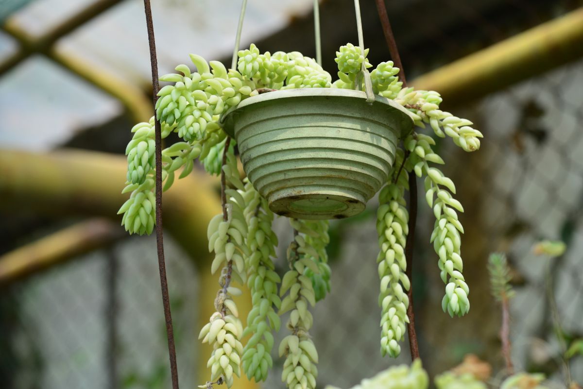 一株挂在小绿花盆里的驴尾植物。