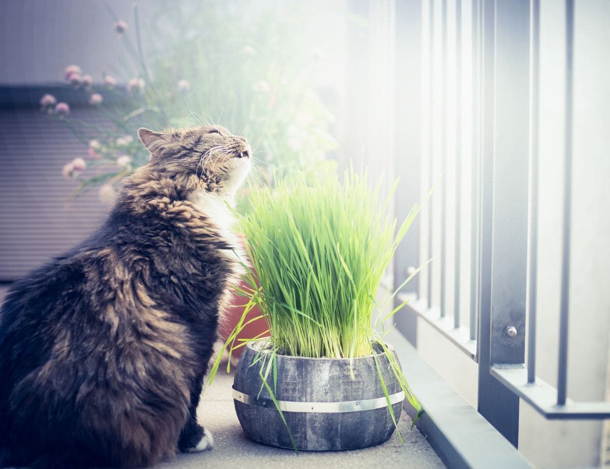 一只猫在锅里吃草。