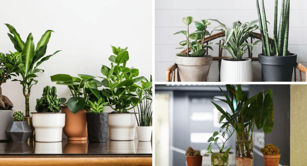 使植物成为室内植物的特点。