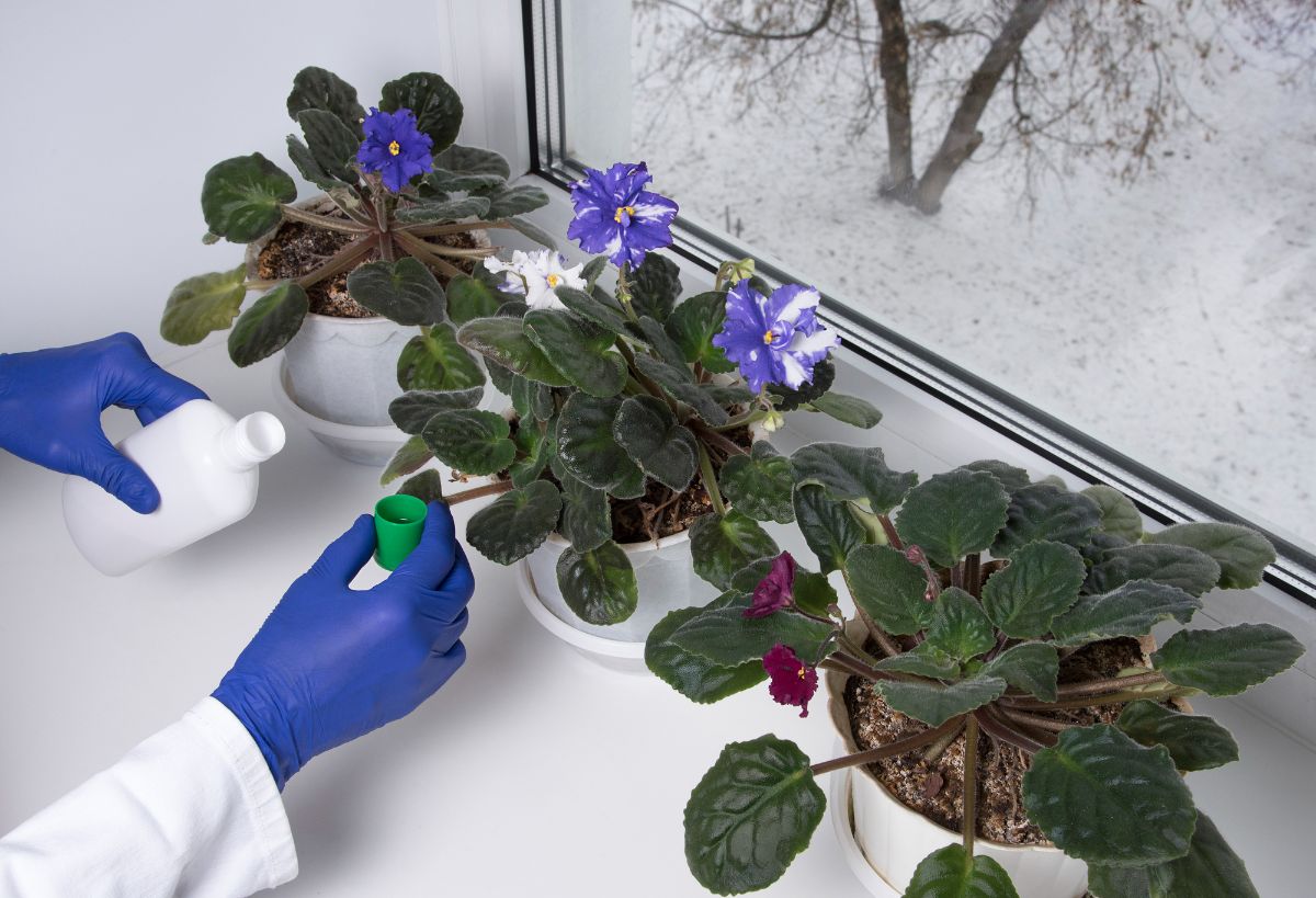 冬天给窗台附近的室内植物施肥。