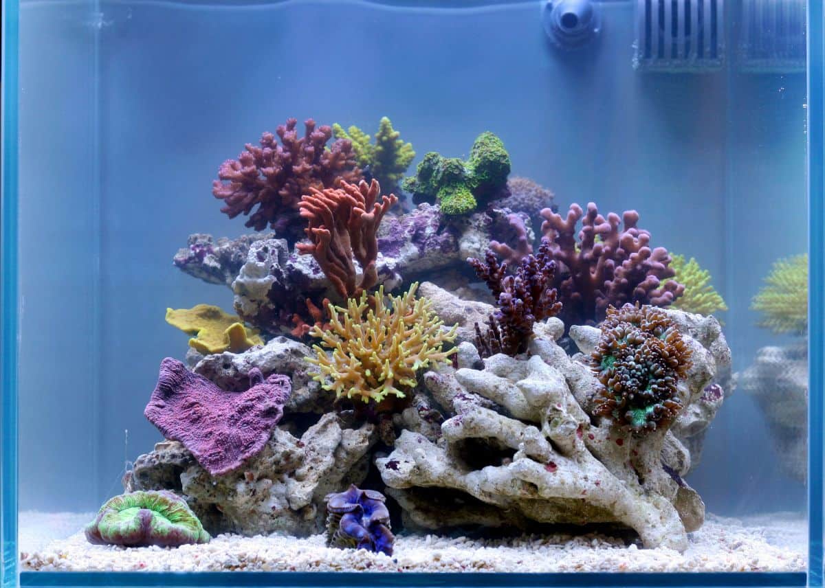 鱼缸装满珊瑚在蓝色背景