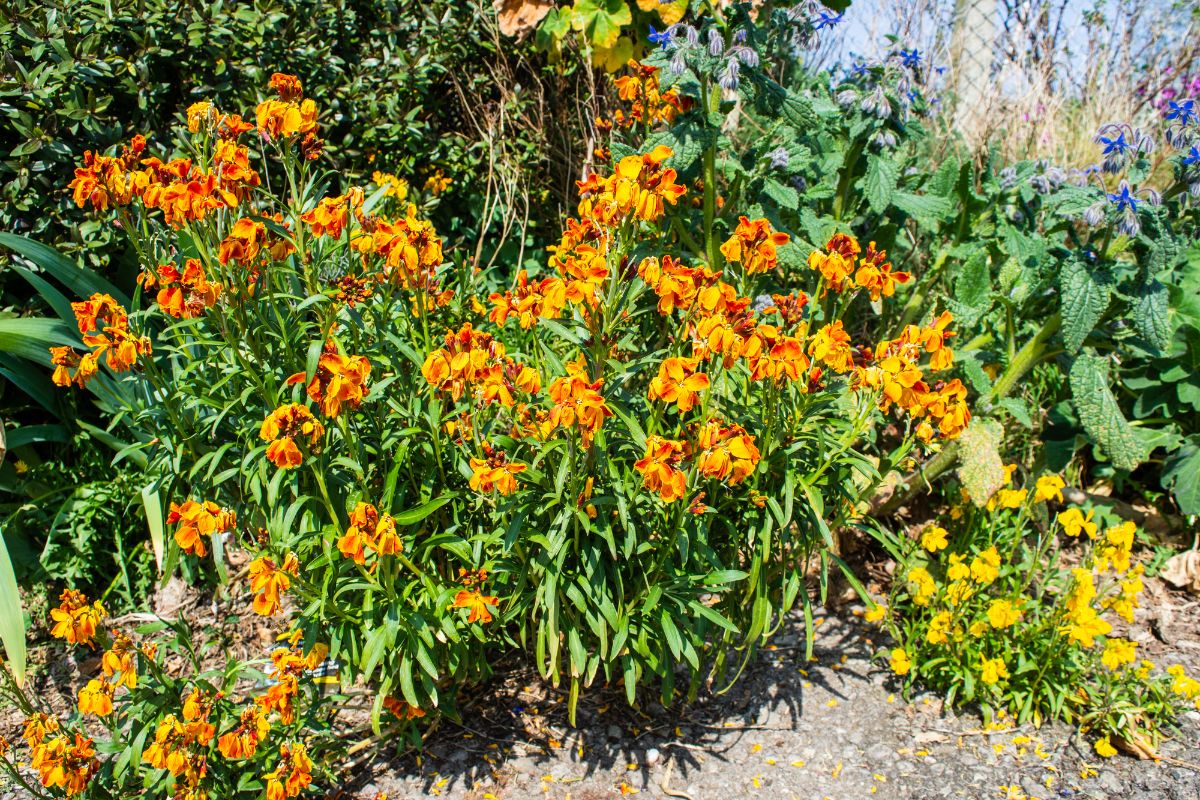 高壁花植物与橙花种植在花园里