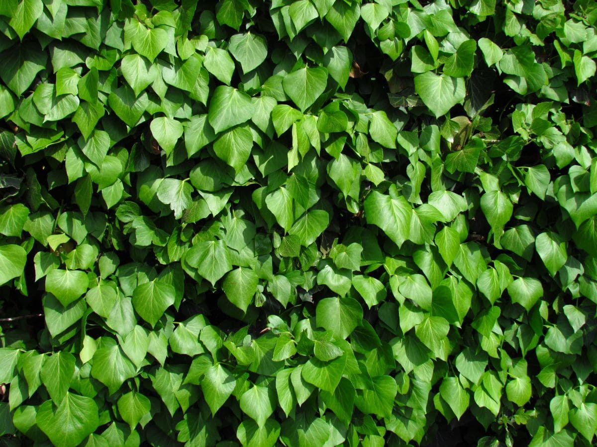 绿色的爱尔兰常青藤爬满了墙壁。