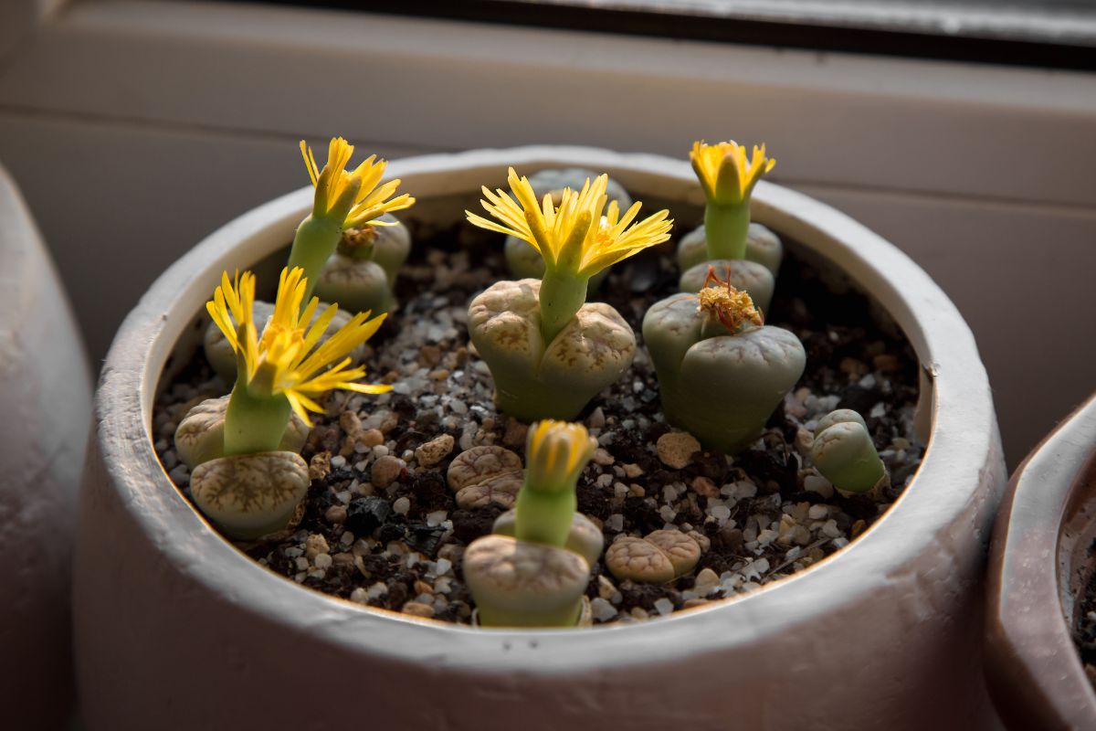可爱的活石植物在花盆与黄色的花朵。
