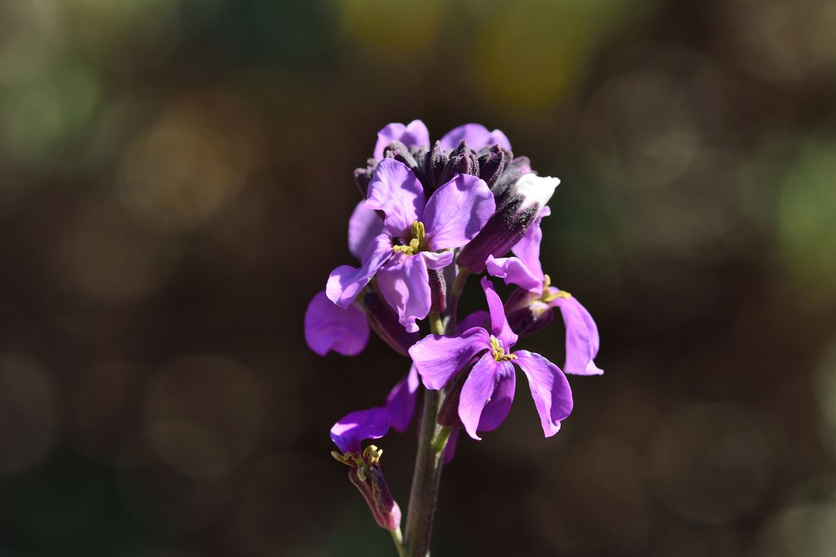 小紫花集群的壁花植物