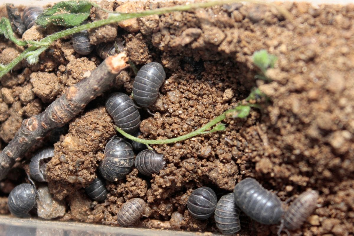 一群灰色的药丸虫正在土壤上挖掘。