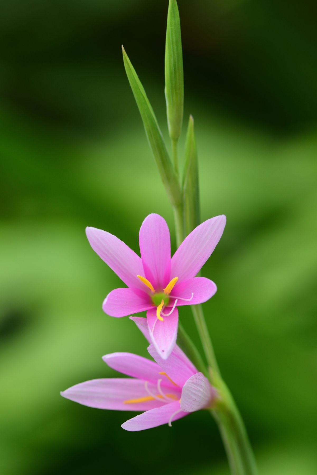 聚焦图像在明亮的粉红色watsonia花在一个绿色的花园