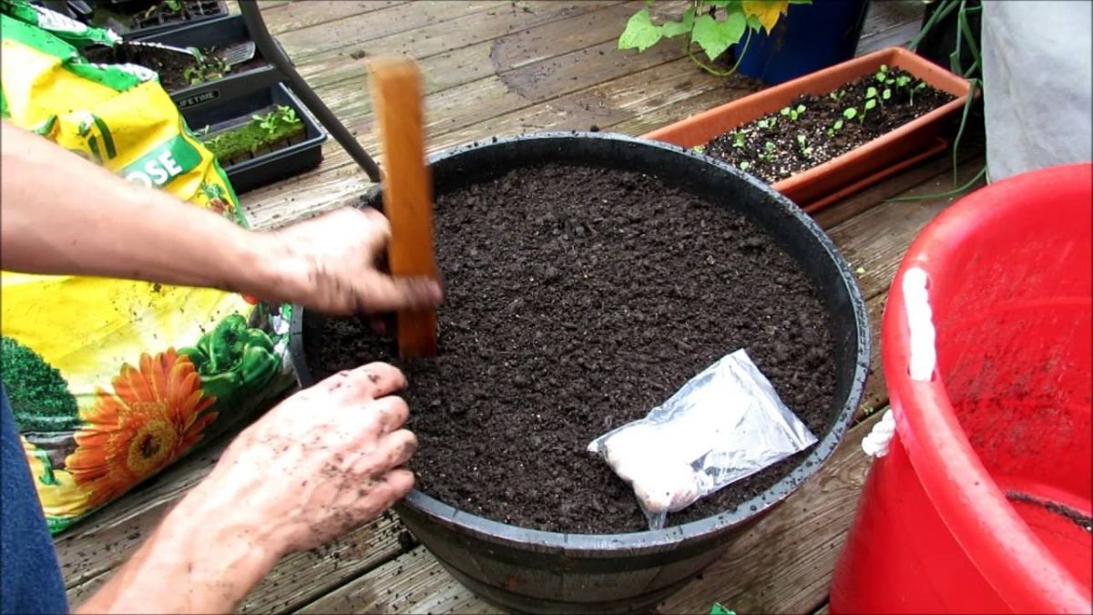 测量种植大蒜花盆的土壤。