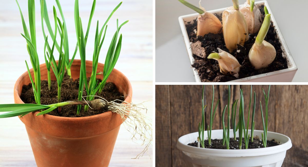 室内种植大蒜的方法。