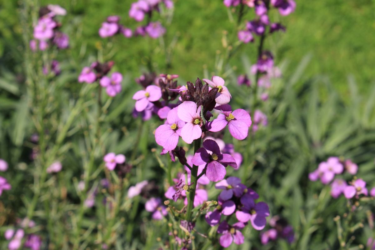 明亮的紫色的花壁花的集群在夏天植物栽培
