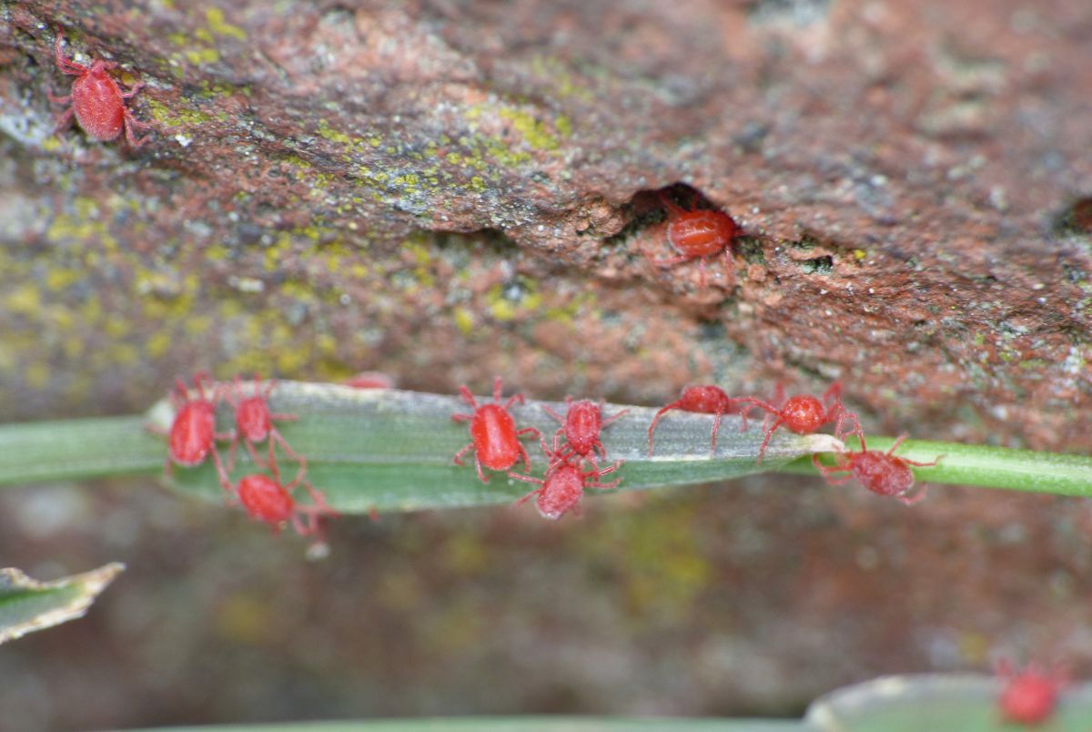 腐烂的树枝和树叶上有一只小小的红蜘蛛螨。