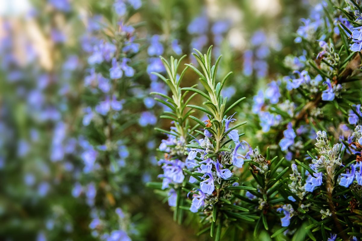 可爱的迷迭香覆盖着盛开的蓝色花朵