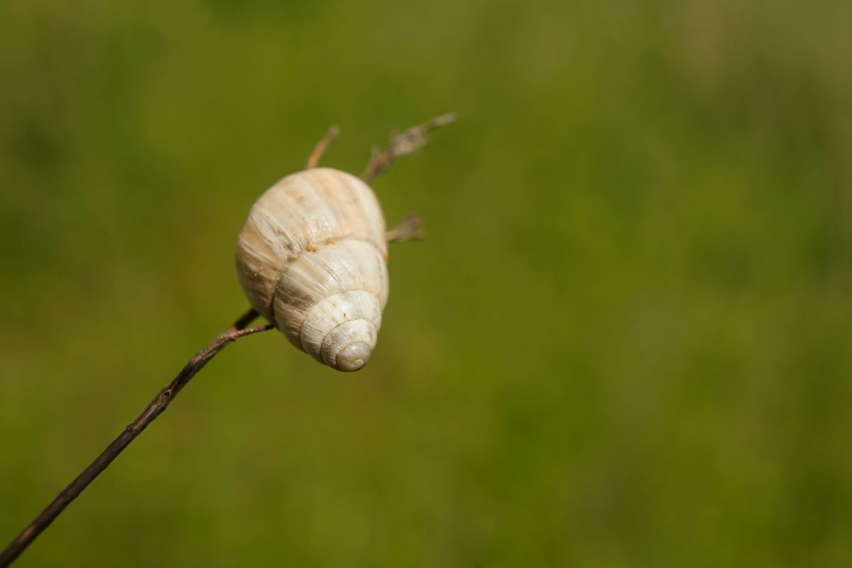 奄奄一息的植物茎尖上有一只白色的蜗牛。