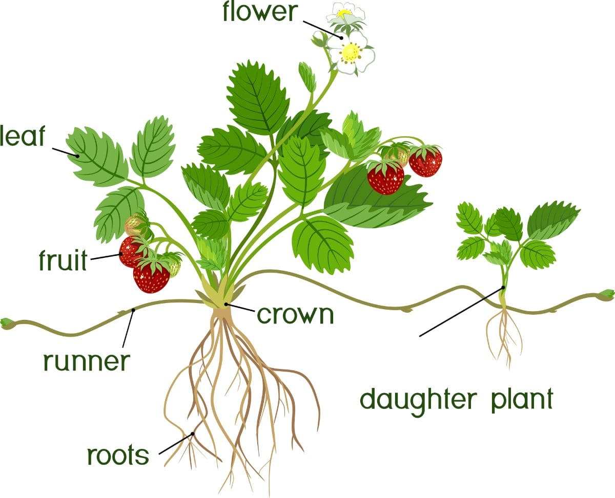 在白色背景上有标签的草莓植物部分的卡通图表