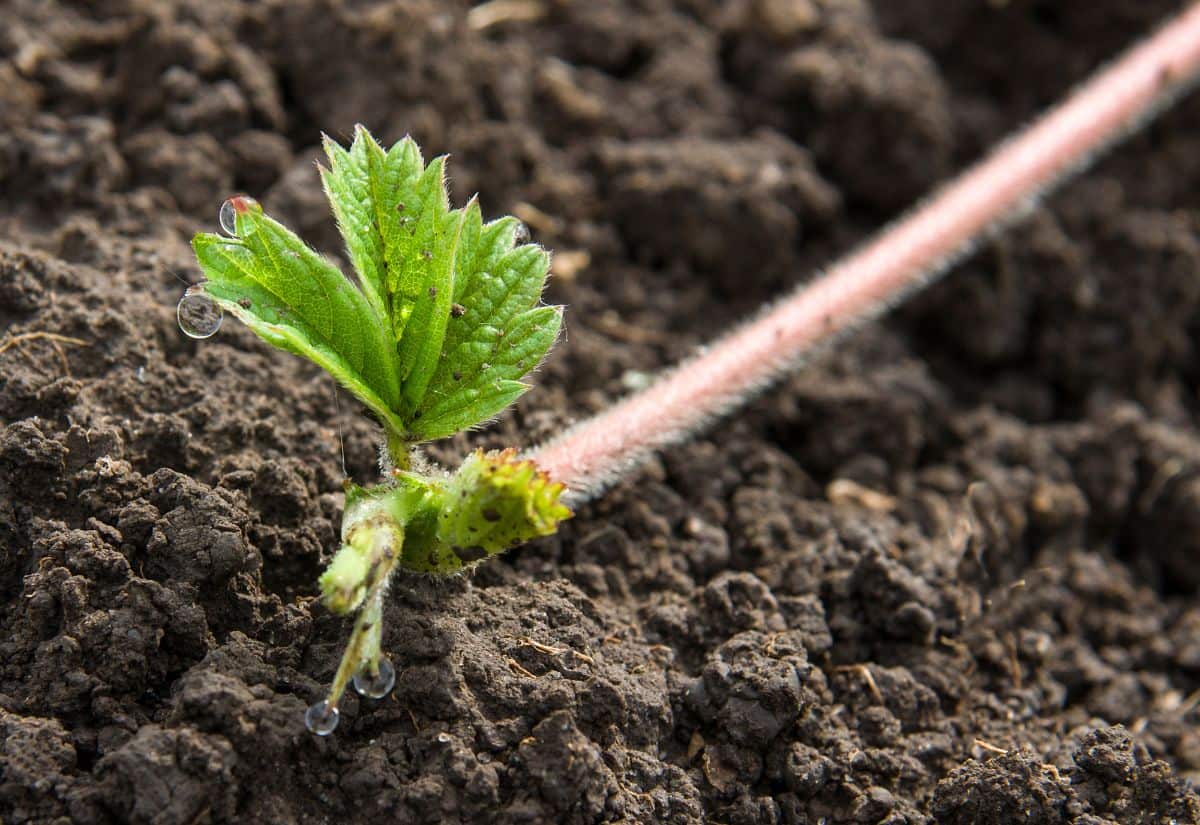 草莓流道在土壤中长成无性系植物