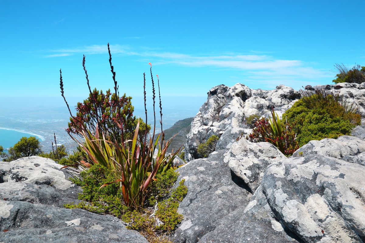 南非山顶上生长着沃特索尼亚植物的惊人景象