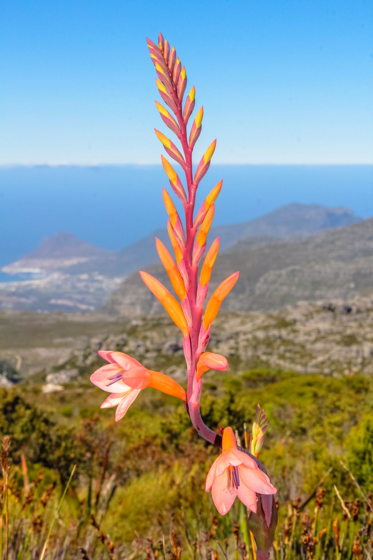 在fynbos栖息地，华丽绽放的橙色watsonia花