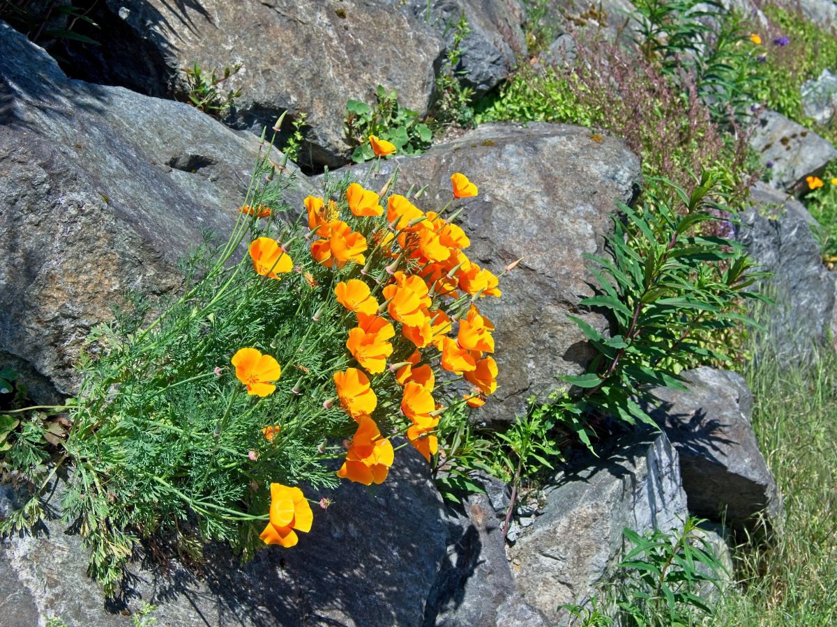 可爱的壁花植物,橙花岩石裂缝中发展出来的