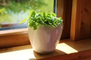 年轻的薄荷植物生长在一个阳光明媚的白色窗台