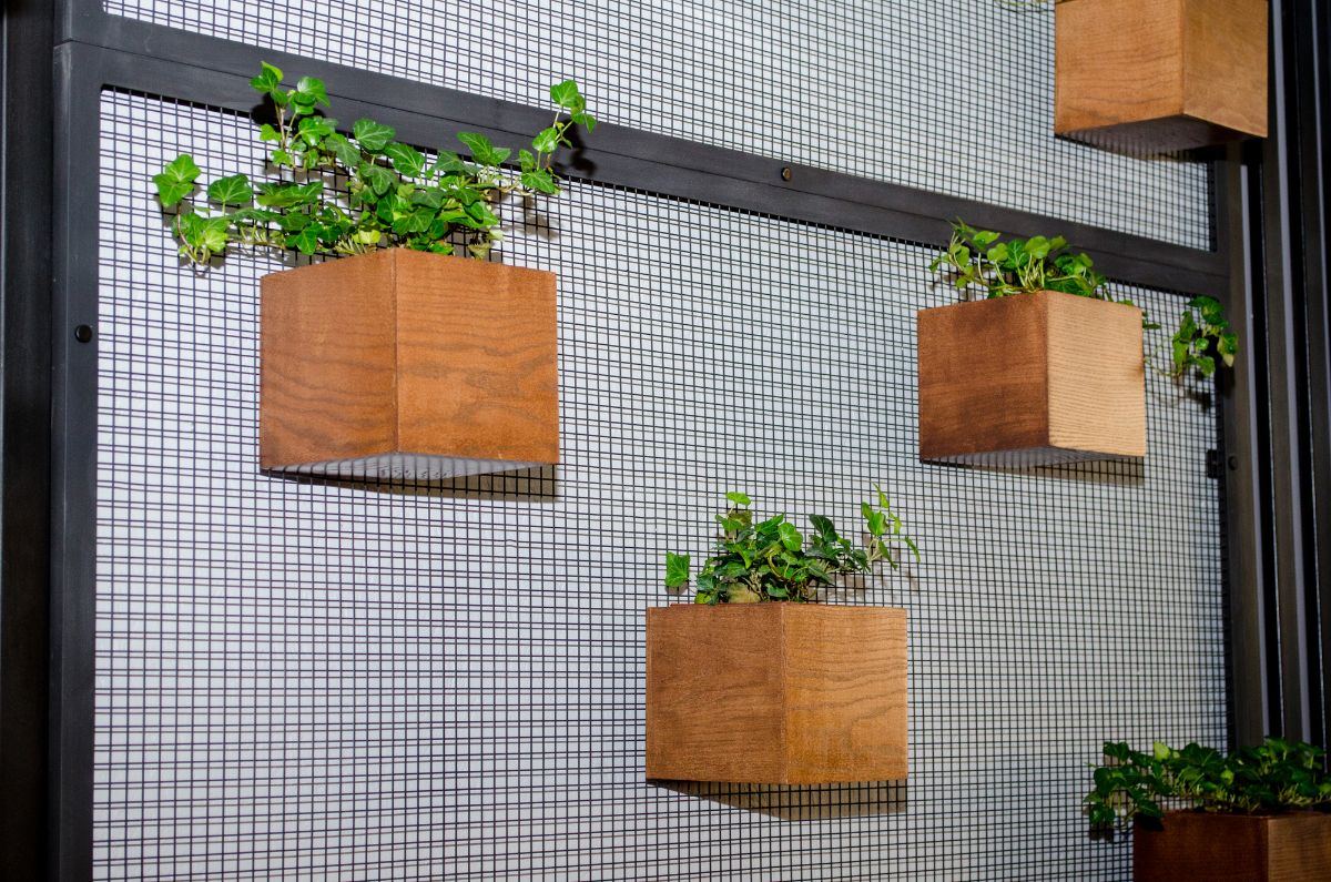 室内植物在木盆安装在墙上。