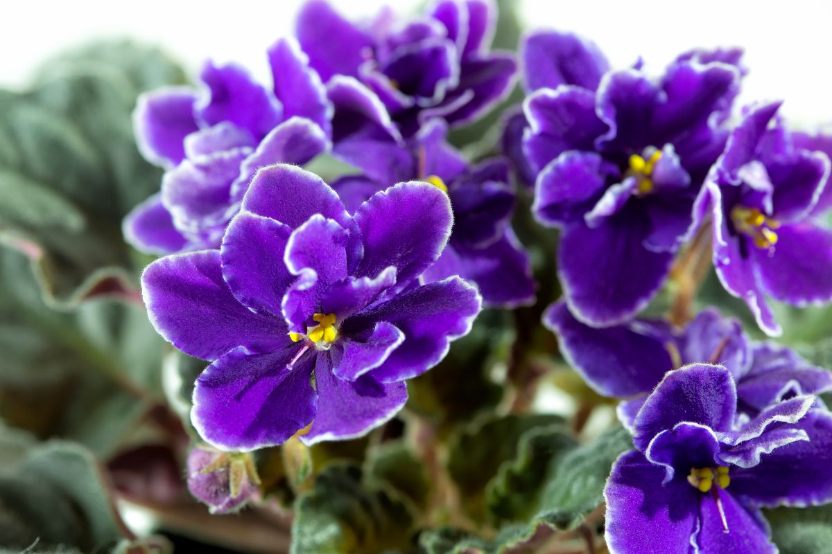 非洲紫罗兰是室内植物花。