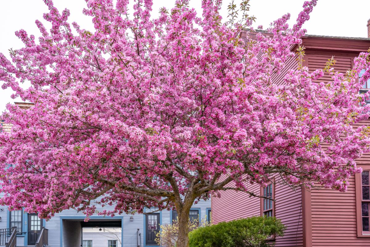 盛开的东方紫荆树。