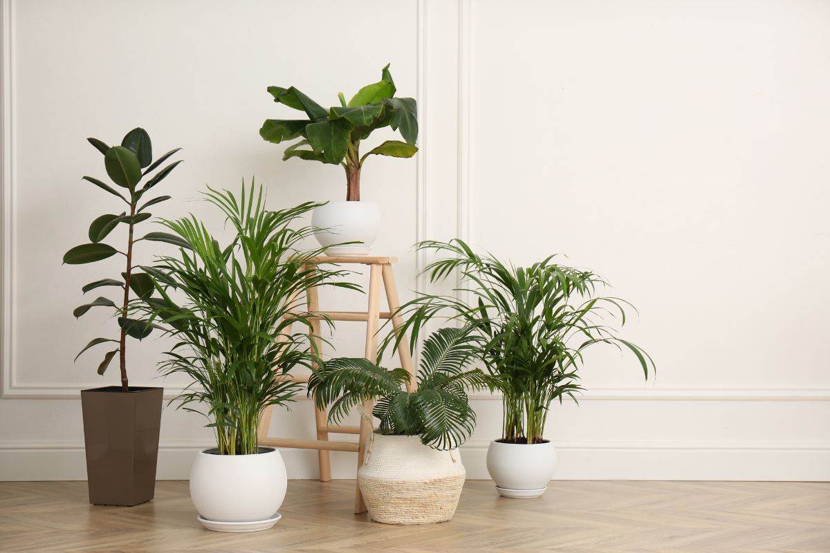不同类型的室内植物在房间。