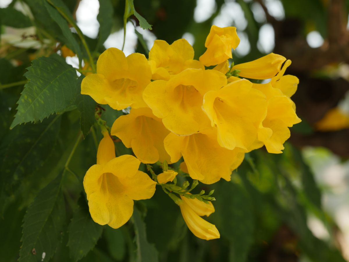 黄色接骨木树的美丽花朵。