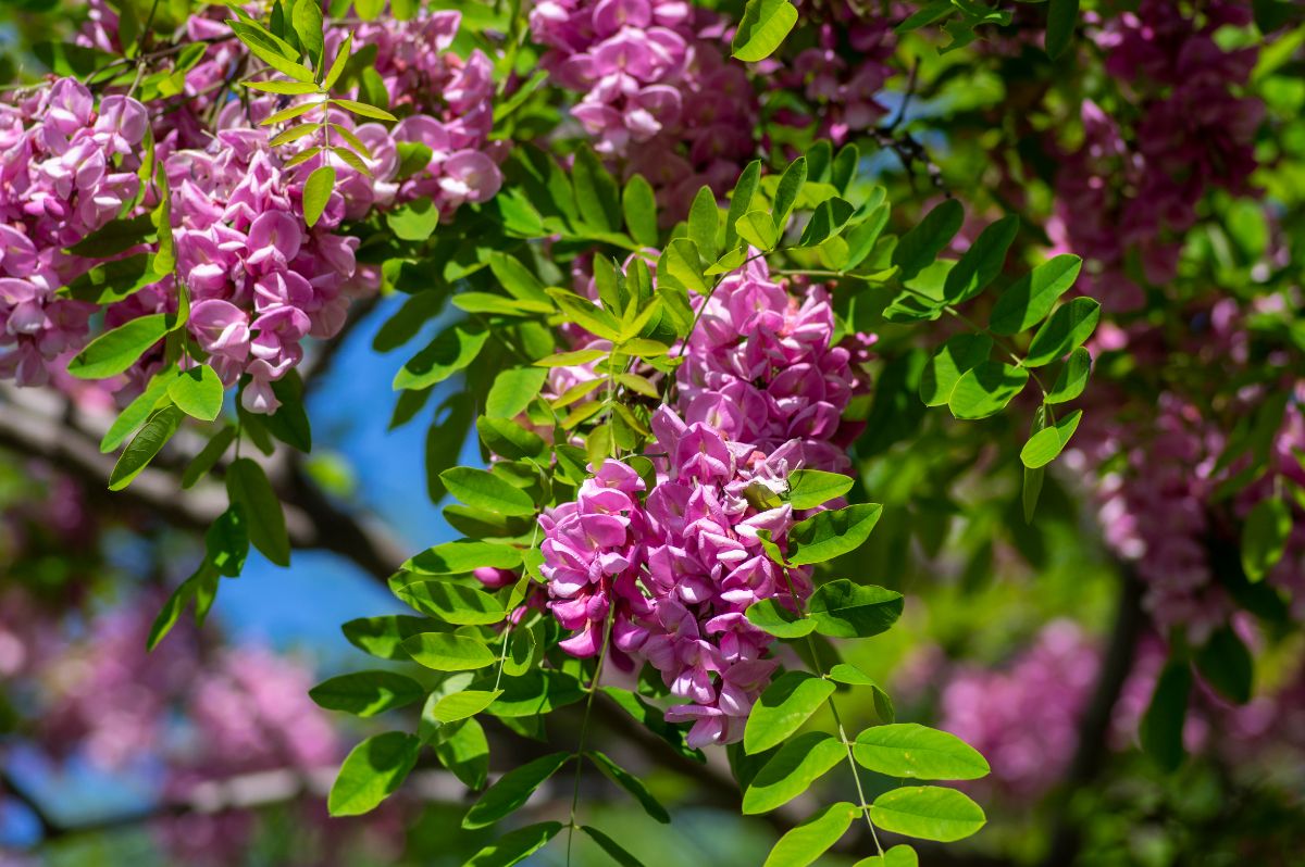 紫袍蝗之花。