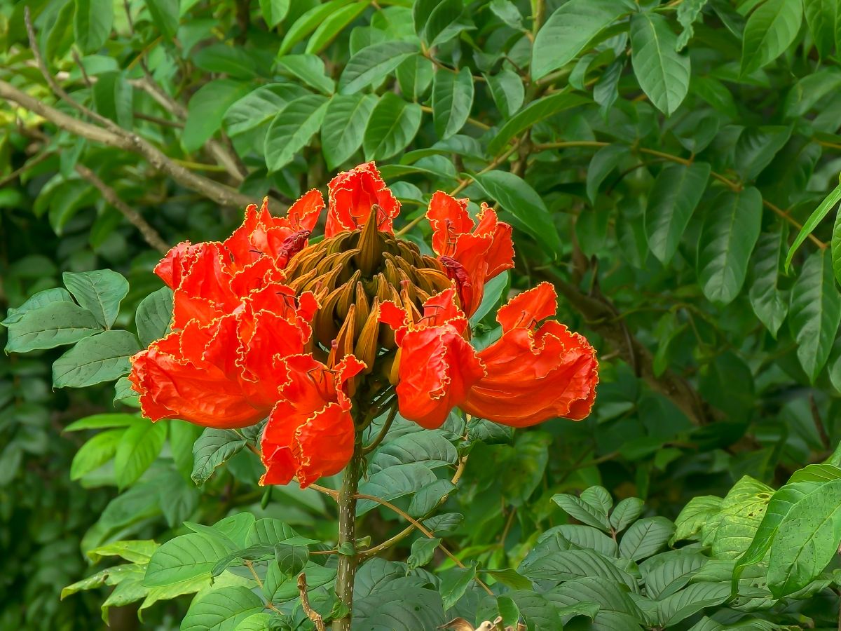 非洲郁金香树的橙色花。