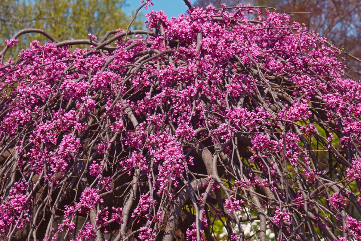 一棵盛开的薰衣草捻紫荆树。