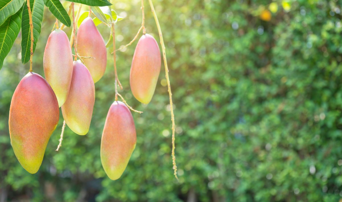 象牙色的芒果果实挂在树上。