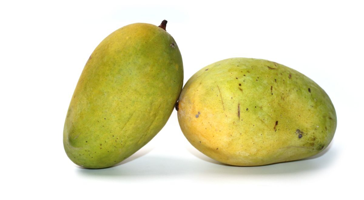 两个成熟的芒果在白色的背景上。