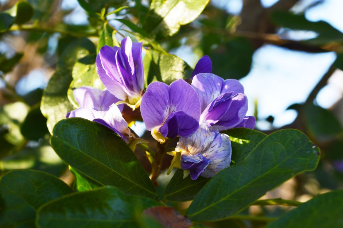 德克萨斯山月桂的紫色花。