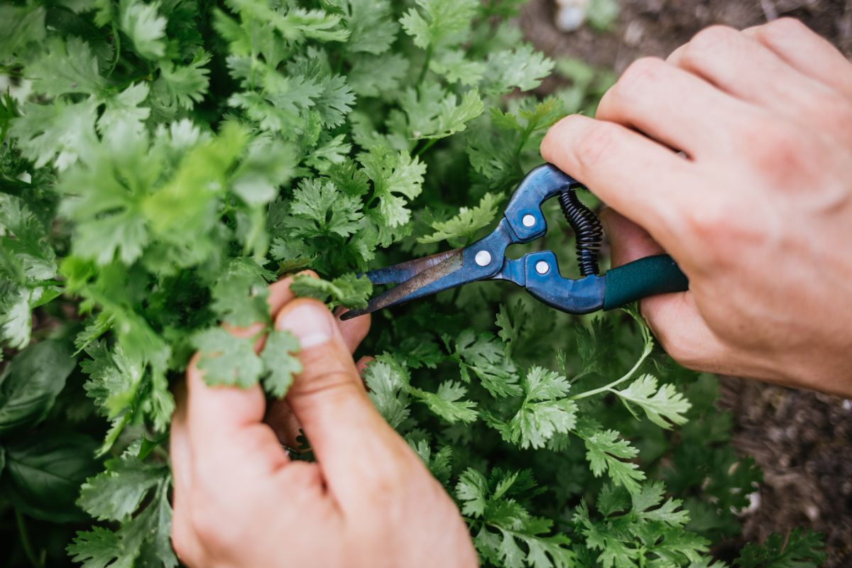 园丁用剪刀收割香菜。