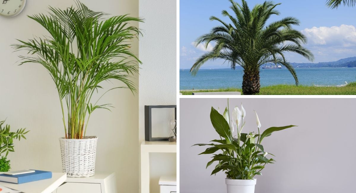 增加湿度的室内植物拼贴画。