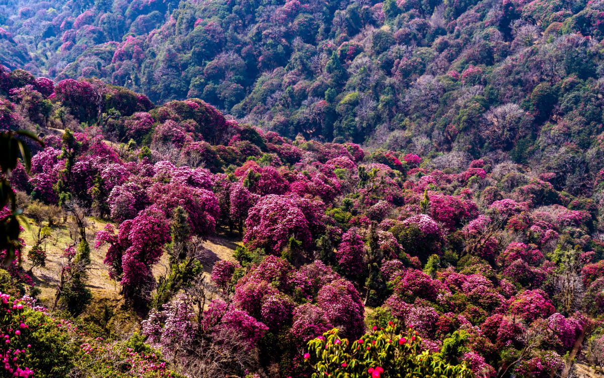 山上盛开着紫色的树。
