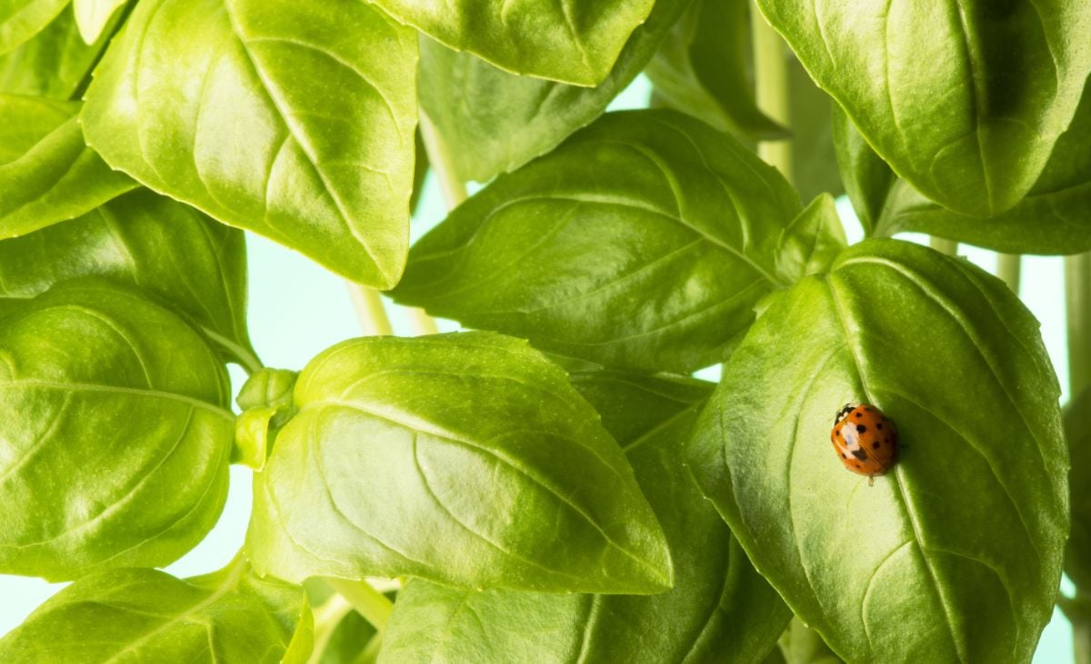 单身瓢虫坐在健康的罗勒叶植物上
