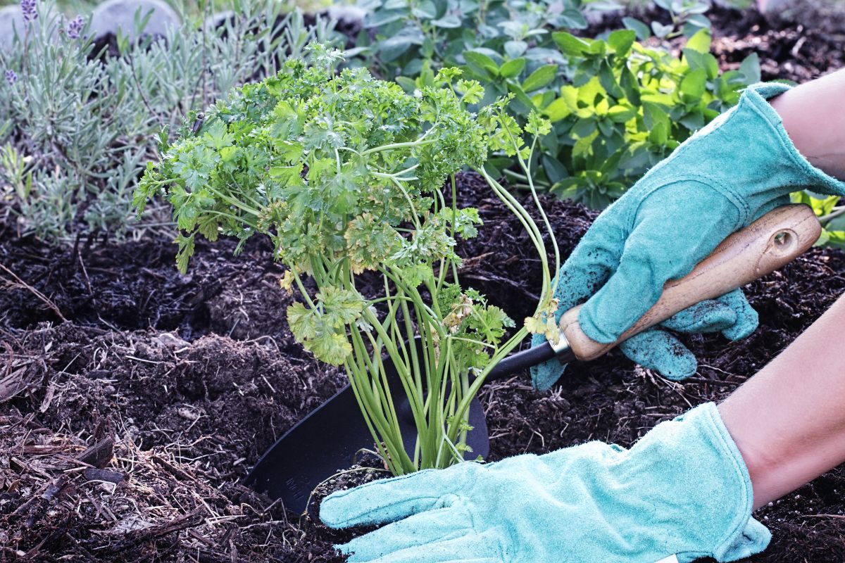 园丁种植香菜植物在土壤