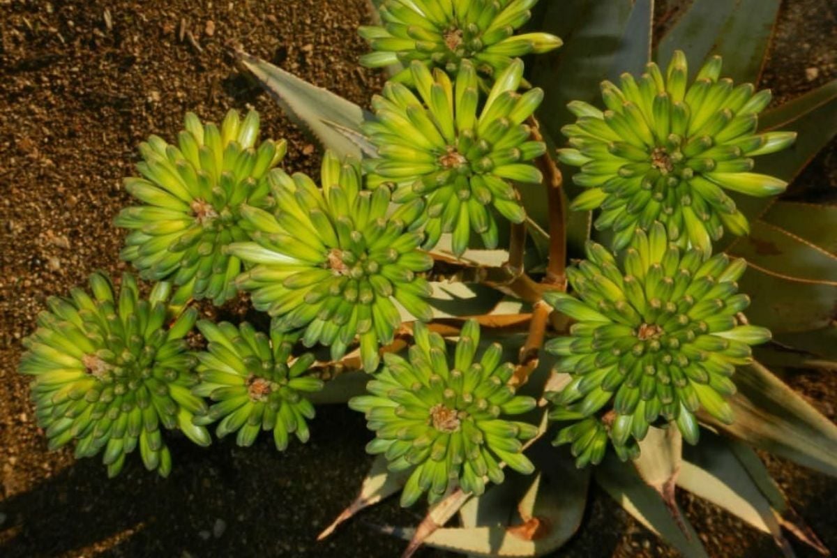 绿色花芦荟，通常可以在非洲南部找到，在夏天开大的绿色花。