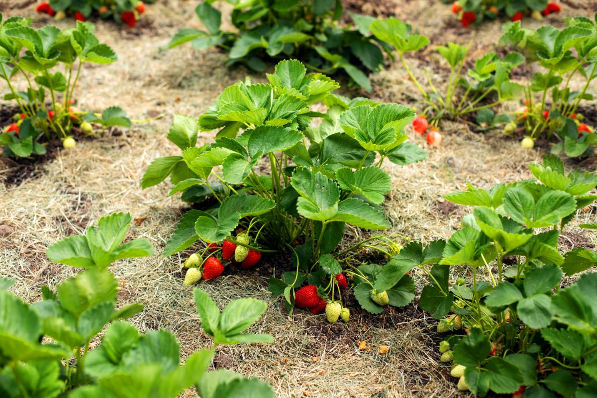 有护根物的草莓园。