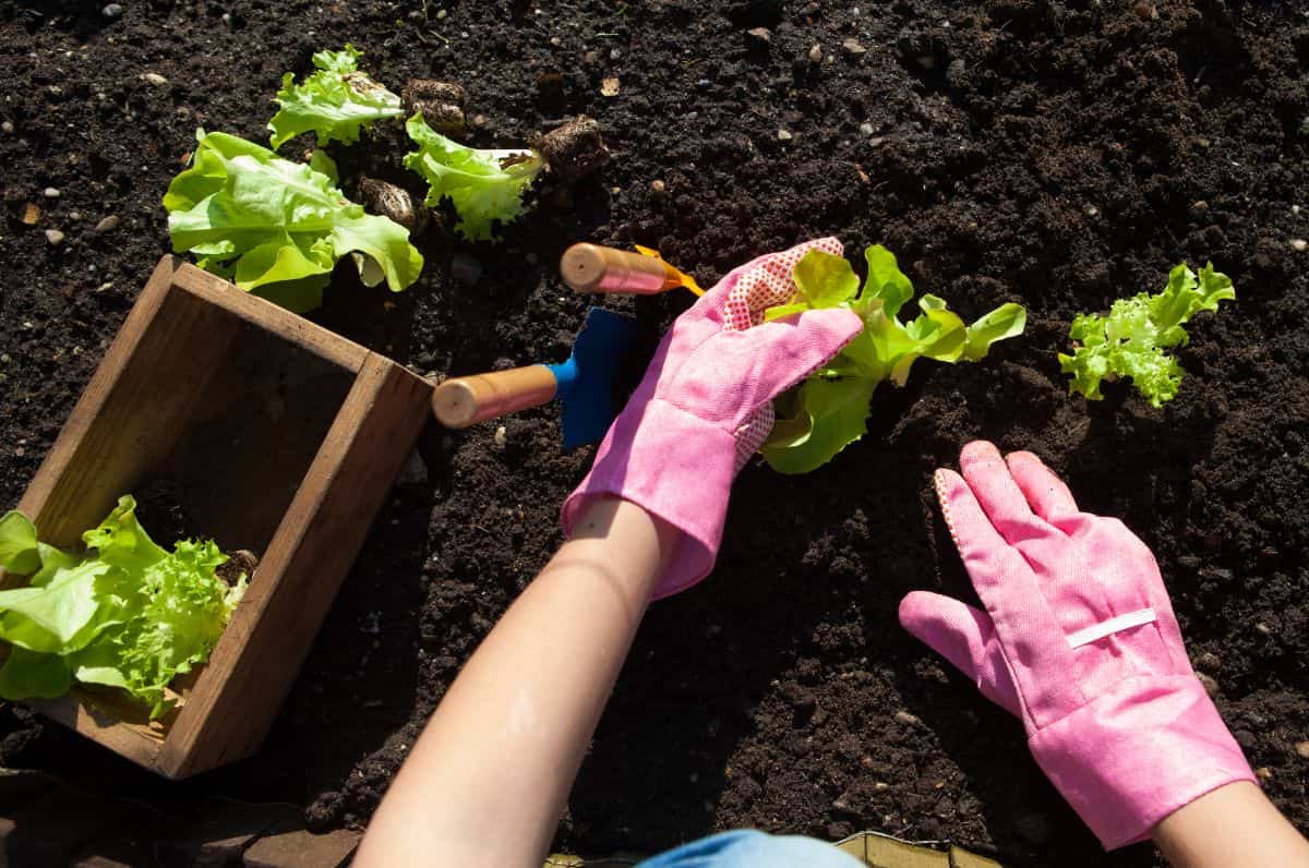 头顶视图的园丁戴着粉红色的园艺手套种植年轻的生菜植物到花园的土壤