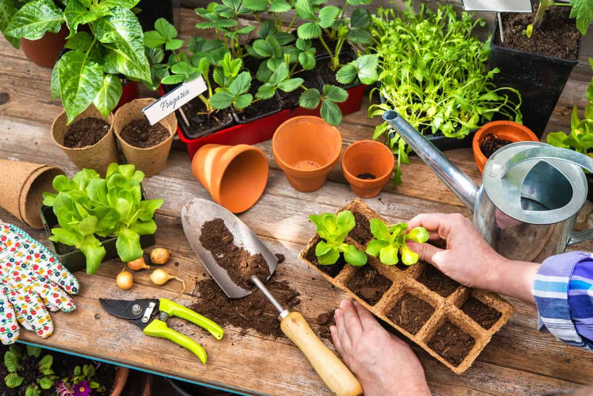 俯视图的园丁工作站与各种植物和花盆和园艺工具盆栽生菜幼苗