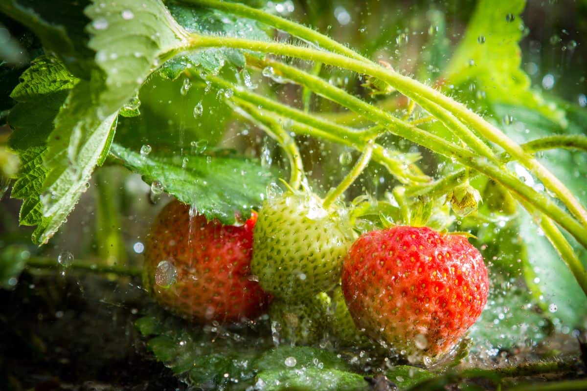 近距离观察被雨水浸湿的草莓植株上的草莓