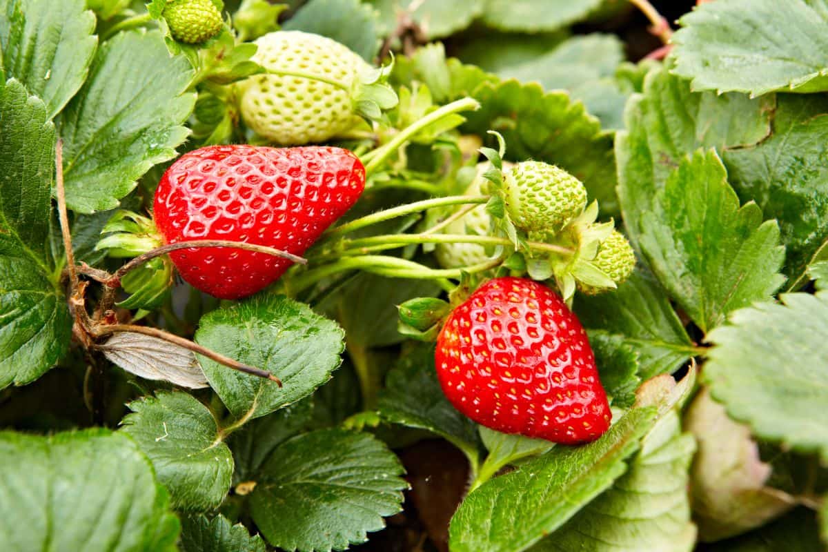 近距离拍摄两个成熟的草莓生长在草莓植株和未成熟的浆果