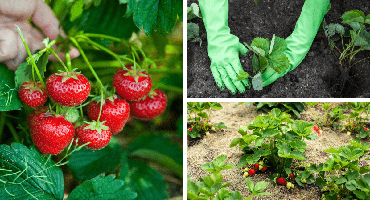 草莓收获和种植的拼贴画。