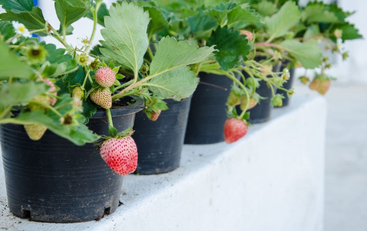 在白色的窗台上，一排草莓栽在黑色的花盆里