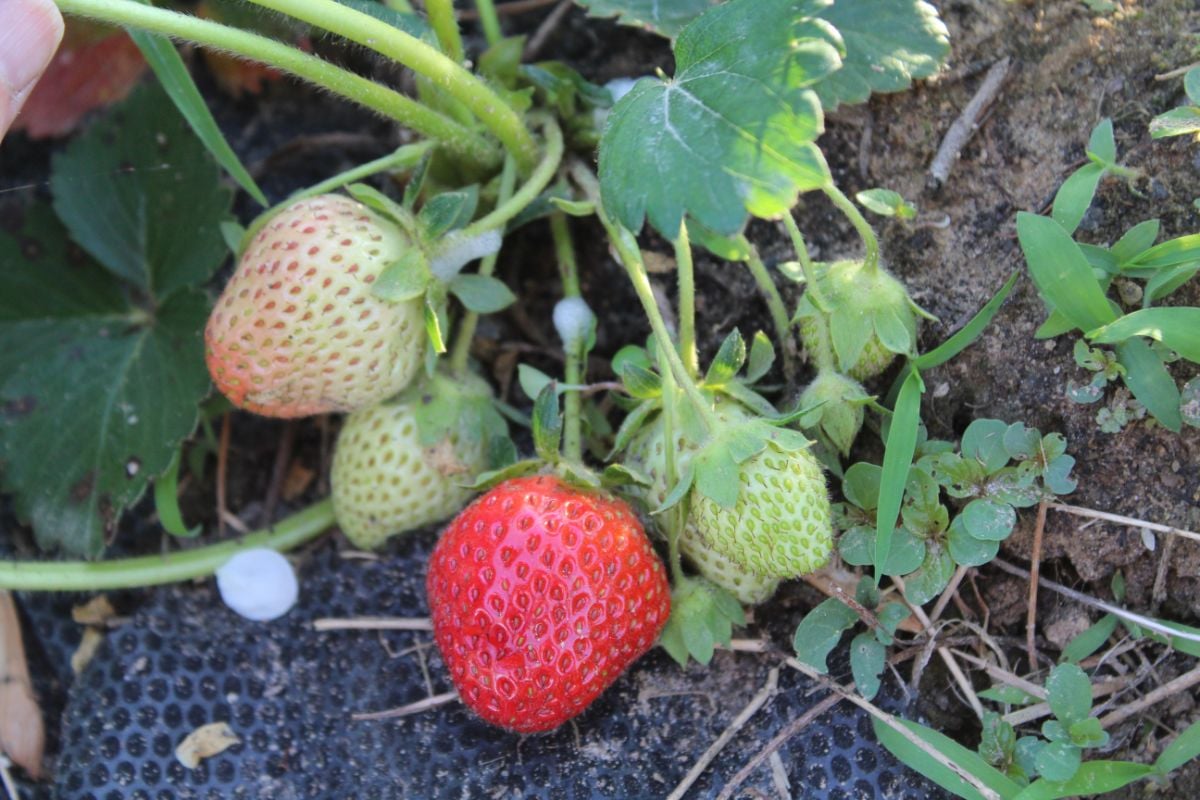 成熟果实的全明星草莓。