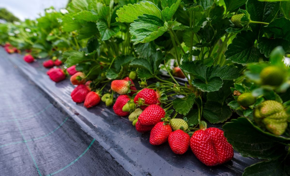 草莓植物用塑料覆盖。