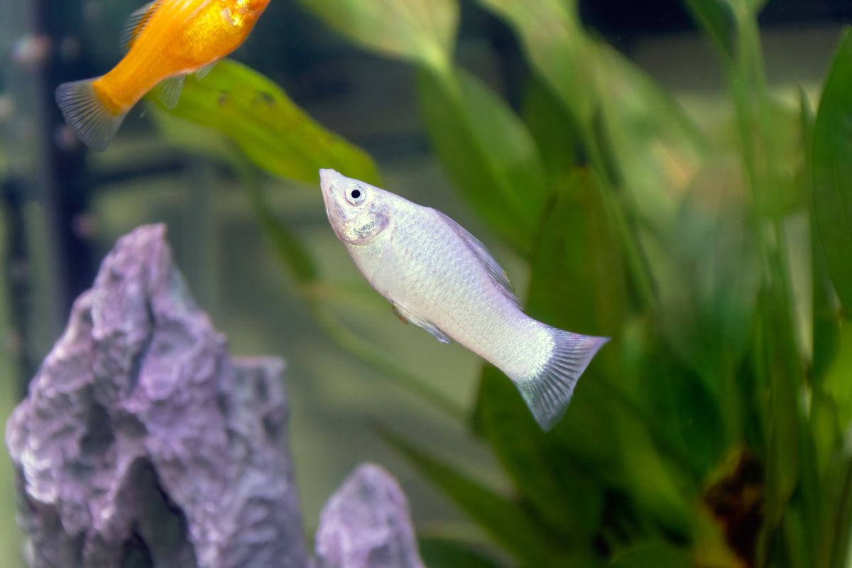 一只白色的短鳍摩利鱼在水族馆里。